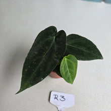 Load image into Gallery viewer, #R3 Two x Dark, Long Anthurium NOID