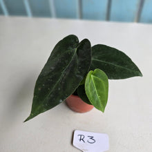 Load image into Gallery viewer, #R3 Two x Dark, Long Anthurium NOID