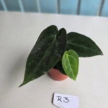 Load image into Gallery viewer, #R3 Two x Dark, Long Anthurium NOID