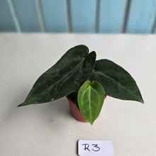 Load image into Gallery viewer, #R3 Two x Dark, Long Anthurium NOID