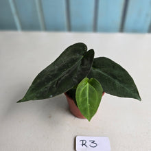 Load image into Gallery viewer, #R3 Two x Dark, Long Anthurium NOID