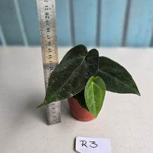 Load image into Gallery viewer, #R3 Two x Dark, Long Anthurium NOID