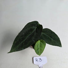 Load image into Gallery viewer, #R3 Two x Dark, Long Anthurium NOID
