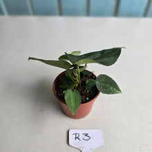 Load image into Gallery viewer, #R3 Two x Dark, Long Anthurium NOID