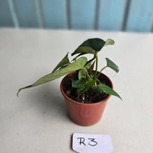 Load image into Gallery viewer, #R3 Two x Dark, Long Anthurium NOID