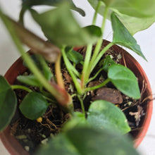 Load image into Gallery viewer, #R3 Two x Dark, Long Anthurium NOID