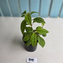 Load image into Gallery viewer, #R95 Sonerila Maculata - Less spotty form