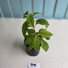 Load image into Gallery viewer, #R95 Sonerila Maculata - Less spotty form