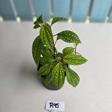 Load image into Gallery viewer, #R95 Sonerila Maculata - Less spotty form