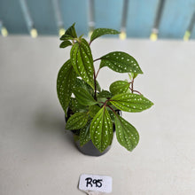 Load image into Gallery viewer, #R95 Sonerila Maculata - Less spotty form