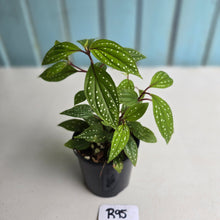 Load image into Gallery viewer, #R95 Sonerila Maculata - Less spotty form