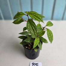 Load image into Gallery viewer, #R95 Sonerila Maculata - Less spotty form