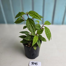 Load image into Gallery viewer, #R95 Sonerila Maculata - Less spotty form