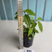 Load image into Gallery viewer, #R95 Sonerila Maculata - Less spotty form