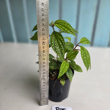 Load image into Gallery viewer, #R95 Sonerila Maculata - Less spotty form