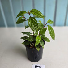 Load image into Gallery viewer, #R95 Sonerila Maculata - Less spotty form