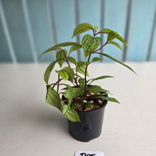 Load image into Gallery viewer, #R95 Sonerila Maculata - Less spotty form