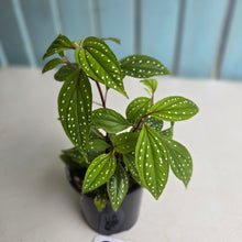 Load image into Gallery viewer, #R95 Sonerila Maculata - Less spotty form