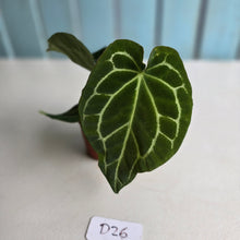 Load image into Gallery viewer, #D26 Anthurium Crystallinum x