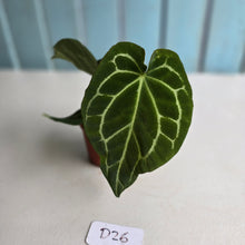 Load image into Gallery viewer, #D26 Anthurium Crystallinum x