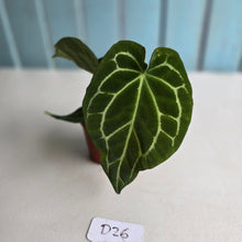 Load image into Gallery viewer, #D26 Anthurium Crystallinum x