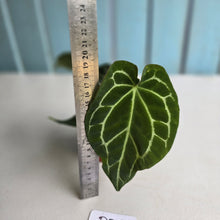 Load image into Gallery viewer, #D26 Anthurium Crystallinum x