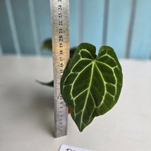 Load image into Gallery viewer, #D26 Anthurium Crystallinum x