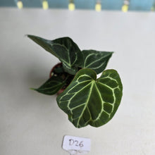 Load image into Gallery viewer, #D26 Anthurium Crystallinum x