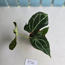 Load image into Gallery viewer, #D26 Anthurium Crystallinum x