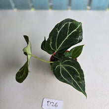 Load image into Gallery viewer, #D26 Anthurium Crystallinum x