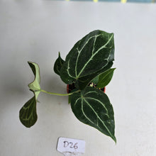 Load image into Gallery viewer, #D26 Anthurium Crystallinum x