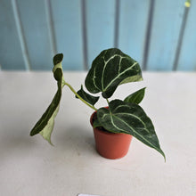 Load image into Gallery viewer, #D26 Anthurium Crystallinum x