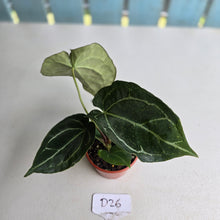 Load image into Gallery viewer, #D26 Anthurium Crystallinum x