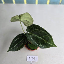 Load image into Gallery viewer, #D26 Anthurium Crystallinum x