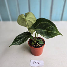 Load image into Gallery viewer, #D26 Anthurium Crystallinum x