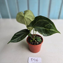 Load image into Gallery viewer, #D26 Anthurium Crystallinum x
