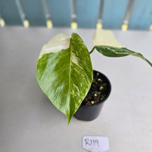 Load image into Gallery viewer, #R119 Variegated Monstera Borsigiana