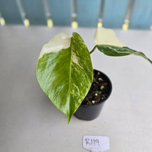 Load image into Gallery viewer, #R119 Variegated Monstera Borsigiana
