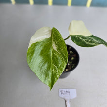 Load image into Gallery viewer, #R119 Variegated Monstera Borsigiana