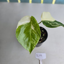 Load image into Gallery viewer, #R119 Variegated Monstera Borsigiana