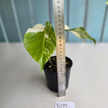 Load image into Gallery viewer, #R119 Variegated Monstera Borsigiana