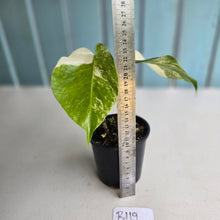 Load image into Gallery viewer, #R119 Variegated Monstera Borsigiana