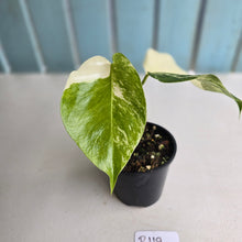 Load image into Gallery viewer, #R119 Variegated Monstera Borsigiana