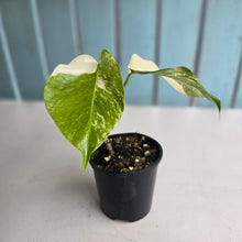Load image into Gallery viewer, #R119 Variegated Monstera Borsigiana