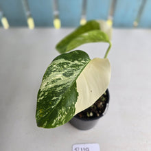 Load image into Gallery viewer, #R119 Variegated Monstera Borsigiana