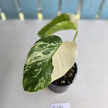 Load image into Gallery viewer, #R119 Variegated Monstera Borsigiana
