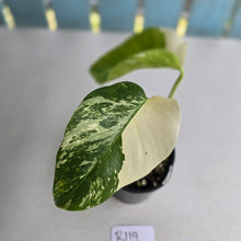 Load image into Gallery viewer, #R119 Variegated Monstera Borsigiana