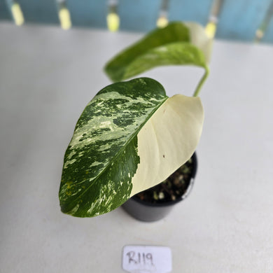 #R119 Variegated Monstera Borsigiana