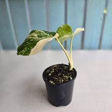 Load image into Gallery viewer, #R119 Variegated Monstera Borsigiana