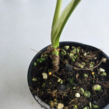 Load image into Gallery viewer, #R119 Variegated Monstera Borsigiana